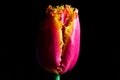 Surreal dark chrome contrast exotic pink tulip flower macro isolated on black Royalty Free Stock Photo