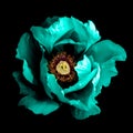 Surreal dark chrome cyan peony flower macro isolated Royalty Free Stock Photo