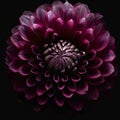 Surreal dark chrome pink and purple flower dahlia macro isolated on black