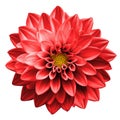 Surreal dark chrome red flower dahlia macro isolated