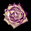 Surreal dark chrome retro tender rose flower macro isolated