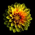 Surreal dark chrome yellow and red flower dahlia macro isolated