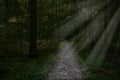 Surreal dark forest path, woods background Royalty Free Stock Photo