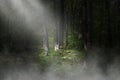 Surreal dark forest, woods background