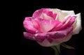 Surreal dark pink rose flower macro isolated on black background Royalty Free Stock Photo