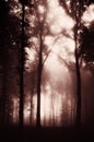 Surreal dark spooky woods with fog Royalty Free Stock Photo