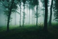 Surreal dark Transylvanian woods with fog Royalty Free Stock Photo