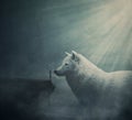 Surreal dreamland scene with a person on the edge of a cliff try to get in touch with a huge white wolf. Fantasy adventure, Royalty Free Stock Photo