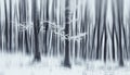 Dreamy winter forest scene with frost on trees