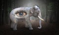 Surreal Elephant, Human Eye, Forest Royalty Free Stock Photo