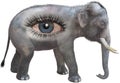 Surreal Elephant, Human Eye, Isolated