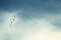 surreal enigmatic picture of flying birds . minimalism and dream concept.