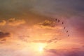 Surreal enigmatic picture of flying birds in sunset or sunrise sky . minimalism and dream concept.