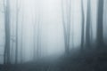 Surreal ethereal forest with fog