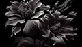 surreal exotic high quality black flowers macro isolated on black Royalty Free Stock Photo