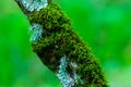 Surreal fairytale fine art spooky fantasy color outdoor image of old tree, covered with moss, foliage, magic mysterious or fairy