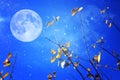 Surreal fantasy concept - full moon with stars glitter in night skies background.