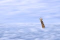 Illustration of African giraffe head with long neck over cloud