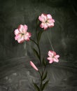 Surreal flowers series: pink lilies on a dark gothic background Royalty Free Stock Photo