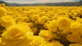 Surreal Foampunk Landscape: Beautiful Yellow Roses In Monochromatic Fujifilm Velvia Style