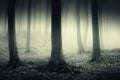 Surreal forest with fog on Halloween night Royalty Free Stock Photo