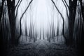 Surreal symmetrical forest with mysterious fog Royalty Free Stock Photo