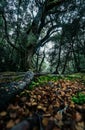 surreal Forest , Gloomy day