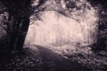 Surreal forest scene with infra red light and fog Royalty Free Stock Photo