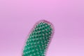 Surreal green cactus on a purple background