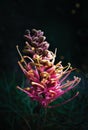 Australian Grevillea flower in bloom Royalty Free Stock Photo