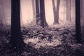 Surreal haunted forest with fog on Halloween