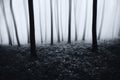 Haunted surreal forest with fog