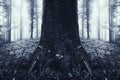 Symmetrical tree in surreal dark mysterious forest Royalty Free Stock Photo