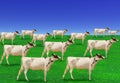 Surreal herd of white cows