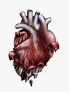 Surreal human heart on white background