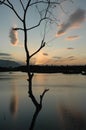 surreal image suggest brenchs with clouds like a cotton tree Royalty Free Stock Photo