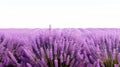 Surreal Lavender Field: Close-up Of Fresh Flowers On White Background