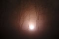 Surreal light in dark forest, Magic fantasy lights in the fairy foggy forest