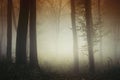 Surreal light in mysterious Transylvanian forest Royalty Free Stock Photo