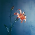 Surreal Lily: Blurry Analog Photograph With Soft Natural Light Royalty Free Stock Photo