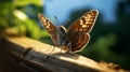 Surreal Mafia Dingy Skipper Butterfly On Wooden Board - Uhd Time-lapse Photography