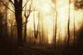 Surreal misty forest at sunset Royalty Free Stock Photo