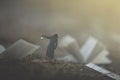 moment of a woman with lantern walking confused in the fog between pages and books