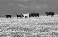 Surreal monochrome image of a herd of young bulls standing in a spring meadow in may with bright flowers in the grass dramatic sky Royalty Free Stock Photo