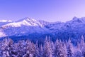 Surreal mountain landscape, purple sky, mountains and Christmas trees covered with snow, creative concept Royalty Free Stock Photo