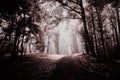 Surreal haunted forest in infrared light Royalty Free Stock Photo