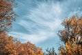 Surreal pattern of cirrus clouds on the sky and trees with yellow leaves