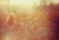 Surreal photo of young woman standing in forest. i