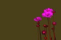 Surreal pink flowers on green background with copy space