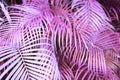 Surreal pink palm tree leaves